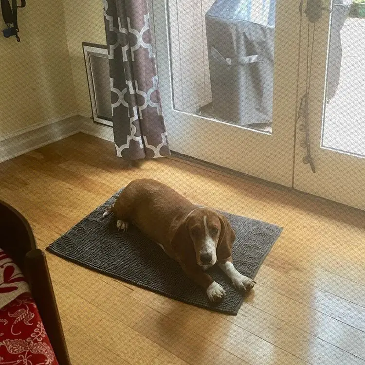 A Basset Hound lying on the carpet