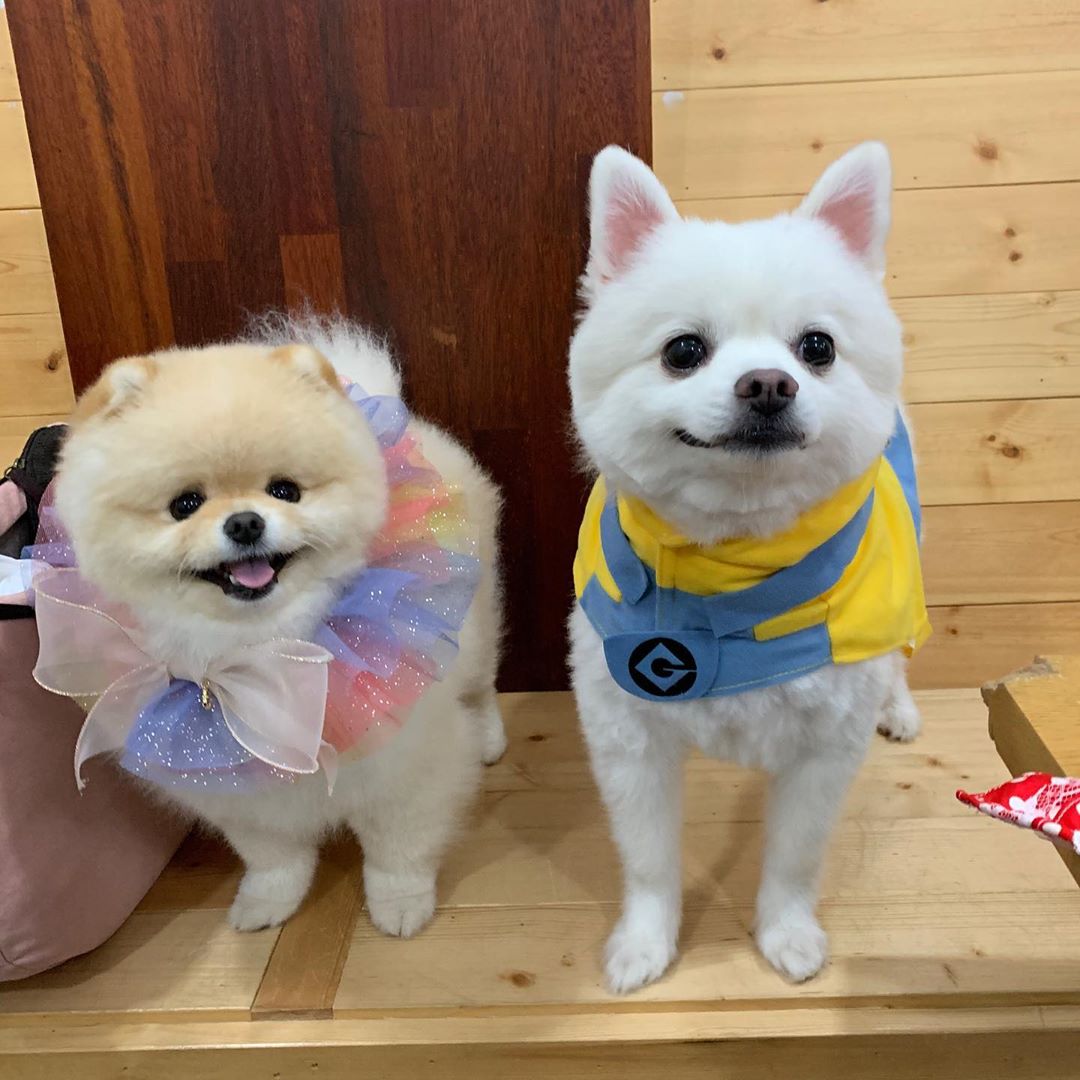 two Pomeranians in their cute outfits while standing on top of the wooden bench