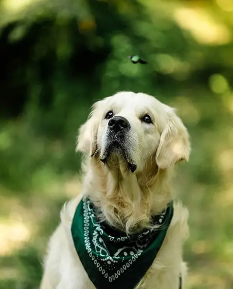 Golden Retriever wearing a green scarf while looking up at the bee