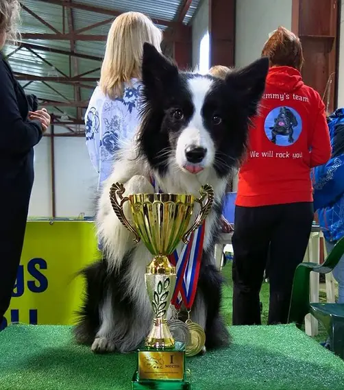 A Border Collie sitting on the table behind its trophy