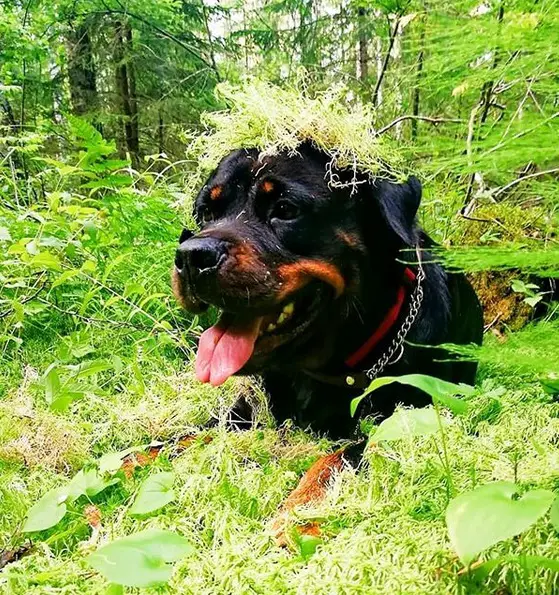 Rottweiler dog lying on the grass in the forest with a grass on top of its head