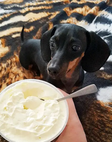 A Dachshund sitting on the bed while staring at the ice cream in a cup in the hand of a person