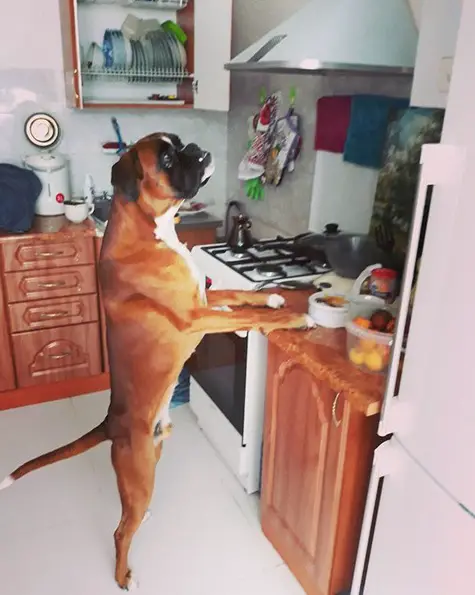 A Boxer standing up towards the kitchen top and looking up at the cabinet