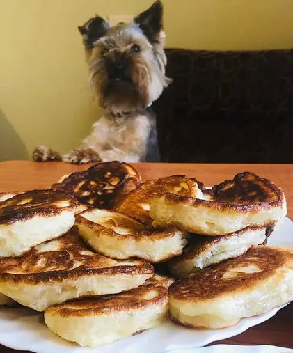 A Yorkshire Terrier standing up leaning towards the table with a pancake on a plate on top