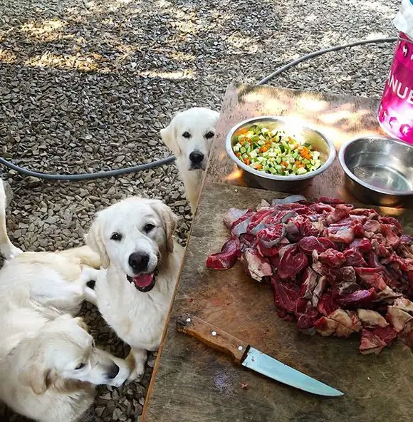 Golden Retriever under the table with pile of sliced meat