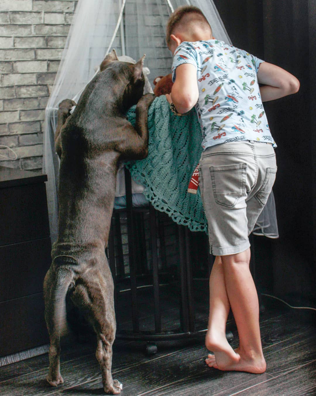 Pit Bull and a kid leaning towards the baby's crib