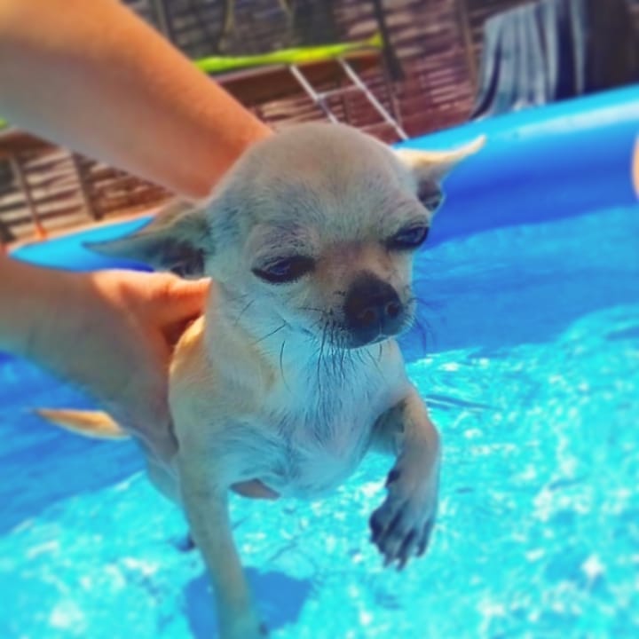 teaching a Chihuahua to swim in the pool