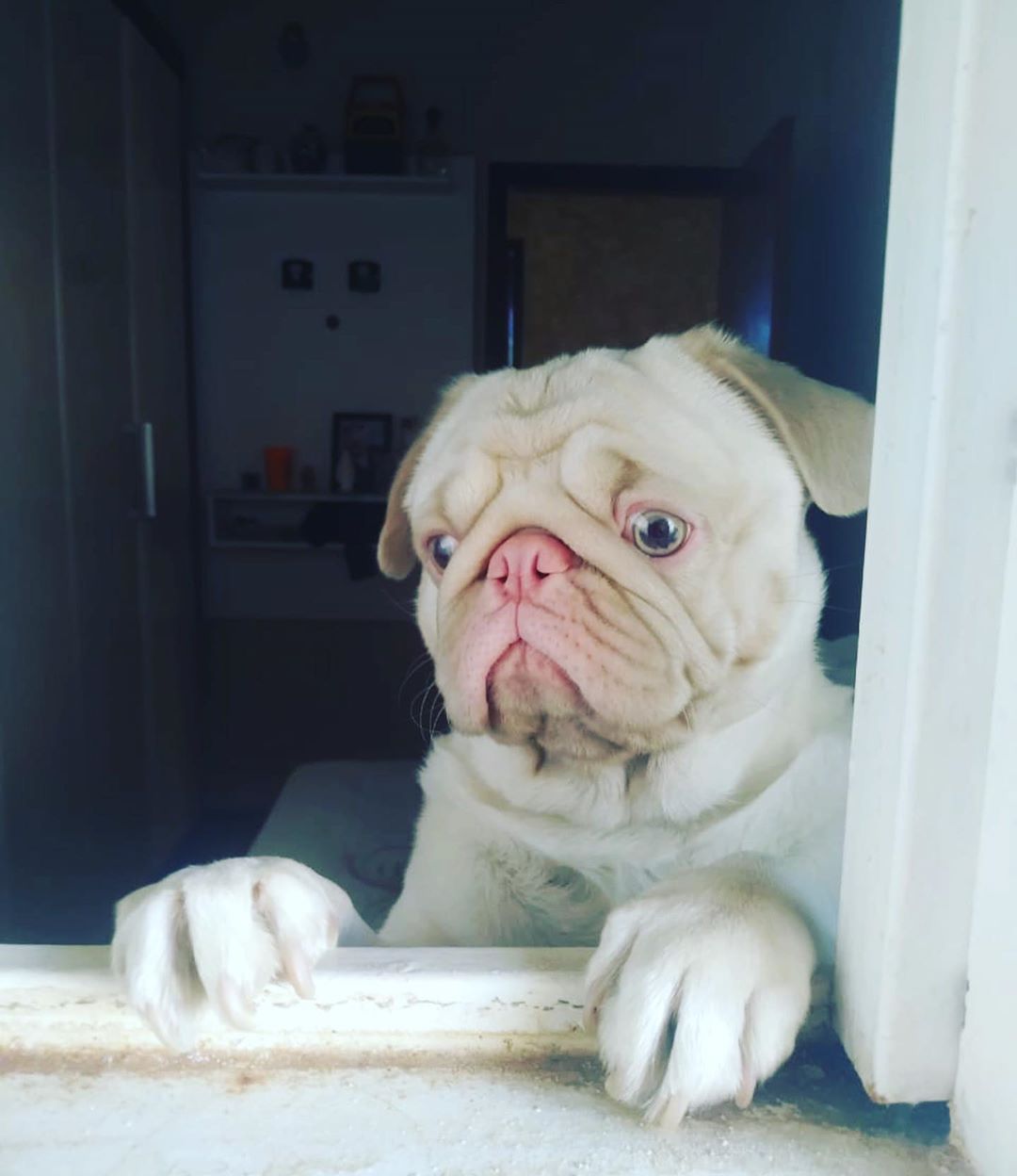 A sad Pug standing behind the window