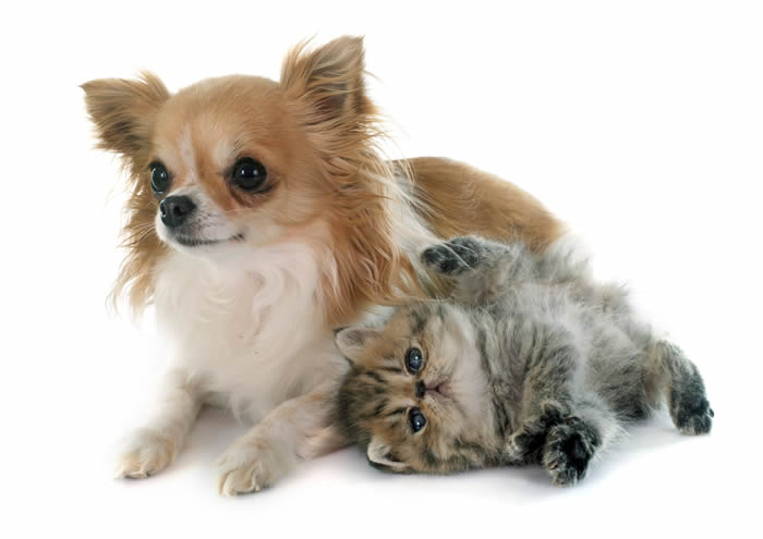 Chihuahua lying on the floor next to a cute cat