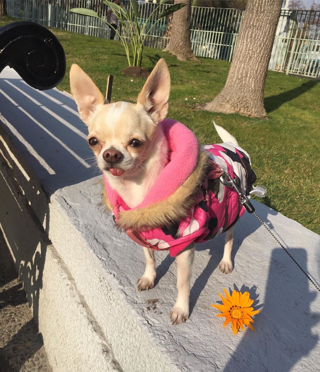 Chihuahua wearing a jacket outdoors under the sun