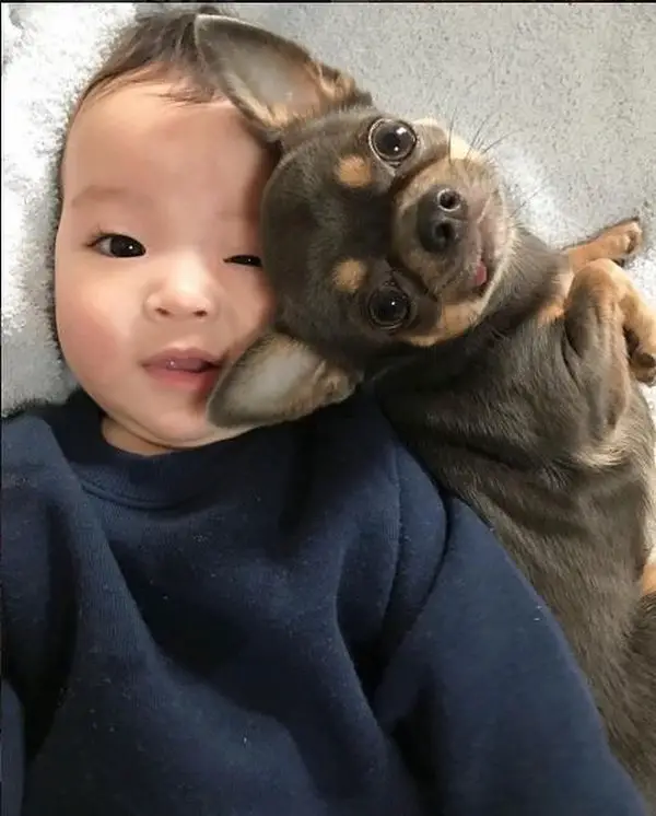 Chihuahua on the bed with a cute baby