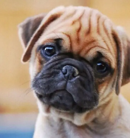 Adorable face of a Pug puppy