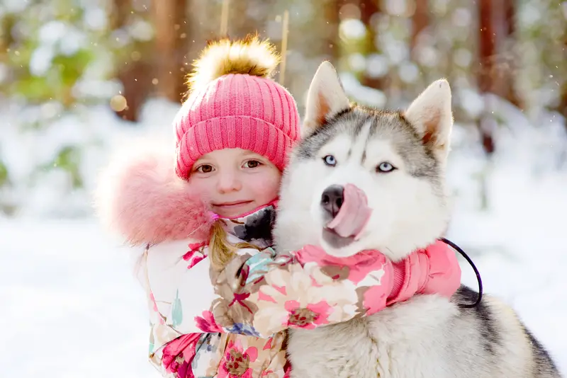 A Husky at the park during winter while being hugged a girl