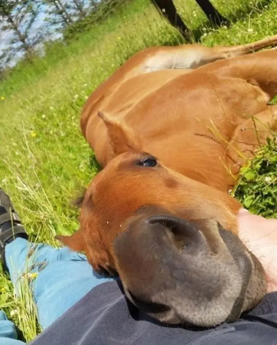 A brown Horse lying on the grass with its face on the leg of a man