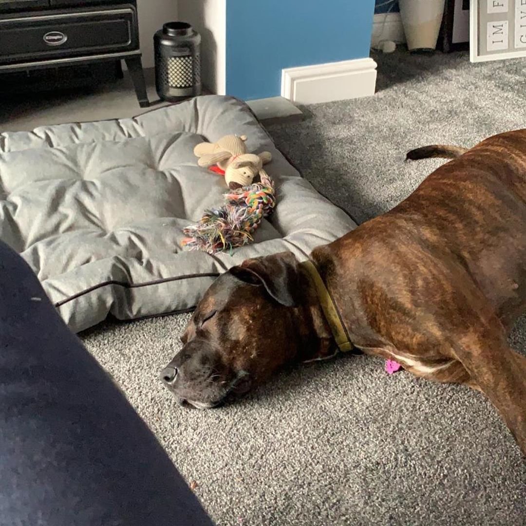 A Mastiff sleeping on the carpet