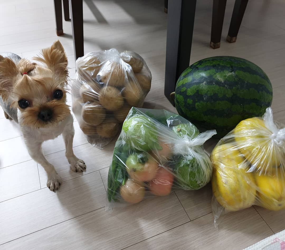 A Yorkshire Terrier standing on the floor beside a bunch of fruits and vegetables