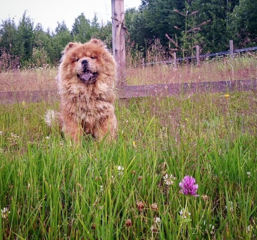 A red Chow Chow sitting in the field of grass