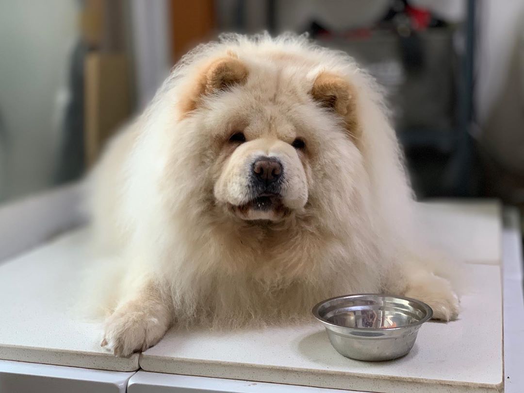 A Chow Chow lying on the floor with a small bowl in front of him