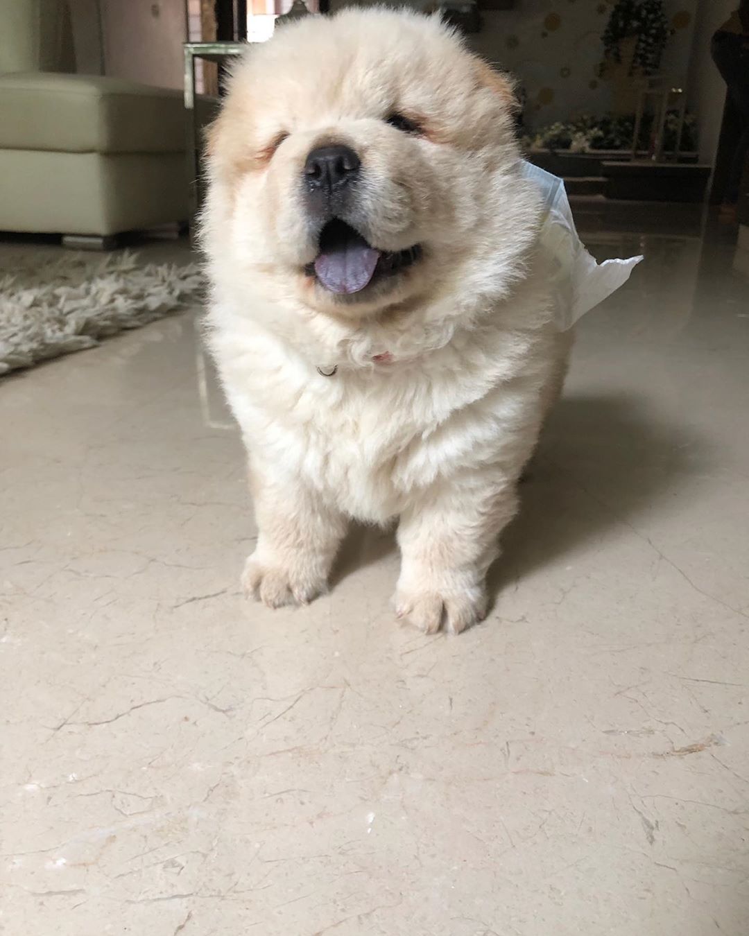 A Chow Chow standing on the floor