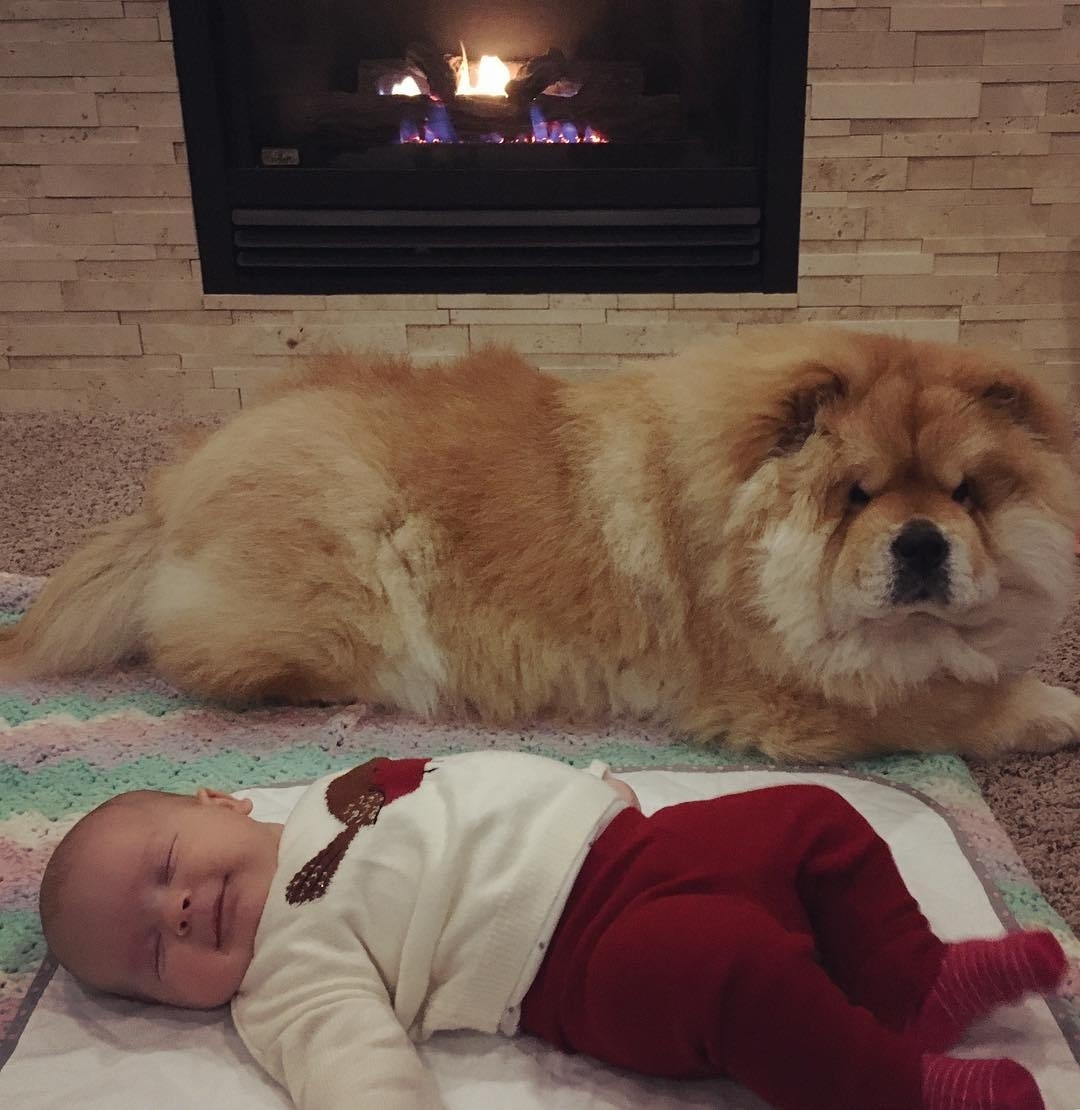 A Chow Chow lying on the floor behind the sleeping baby