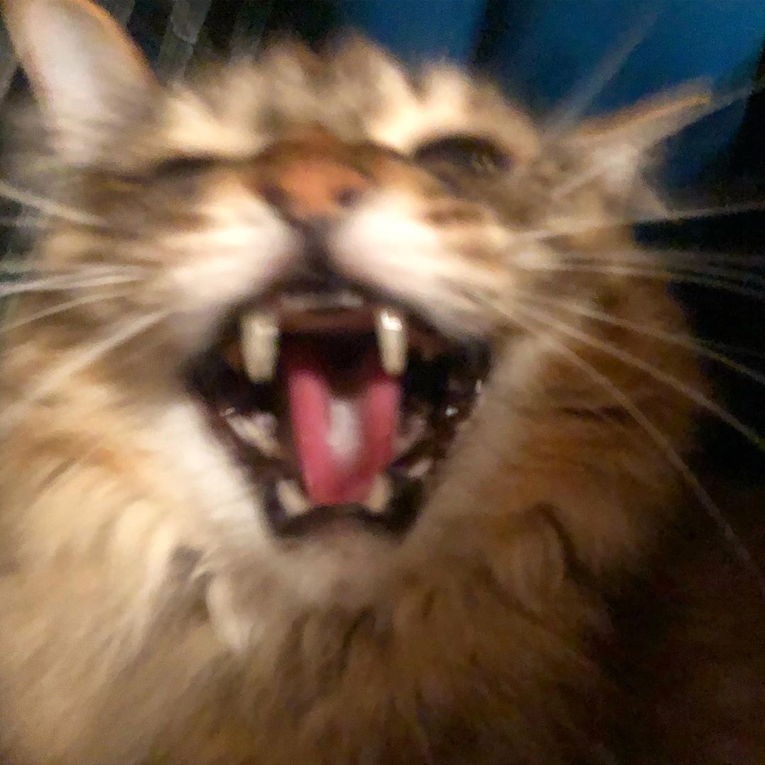 blurred photo of a smiling Maine Coon Cat