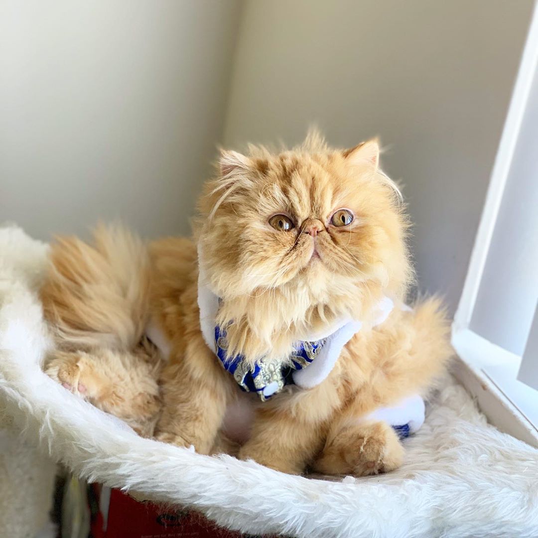 A yellow Persian Cat sitting on its bed by the window