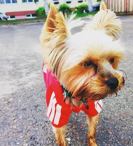 A Yorkshire Terrier wearing a shirt while standing on the pavement