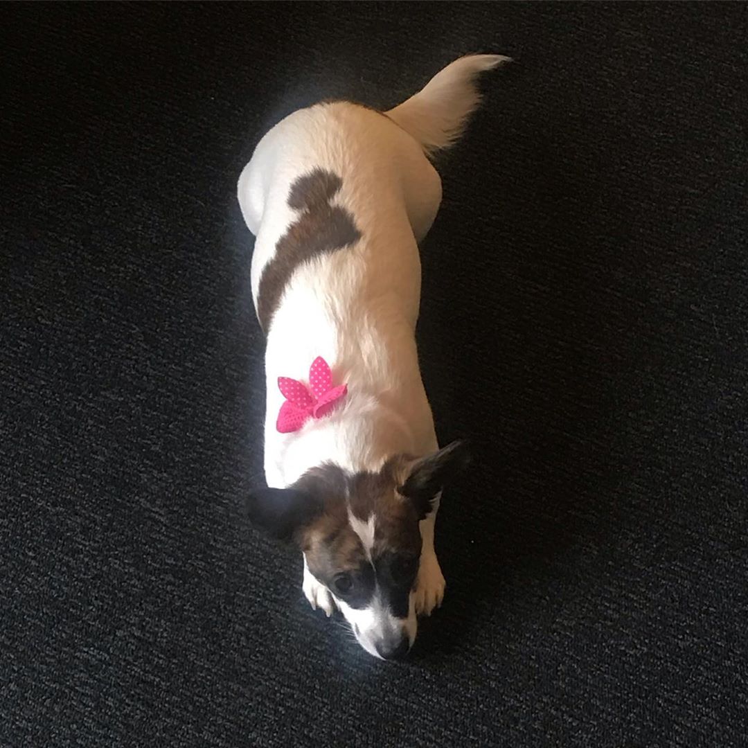 A Jack Russell lying on the floor