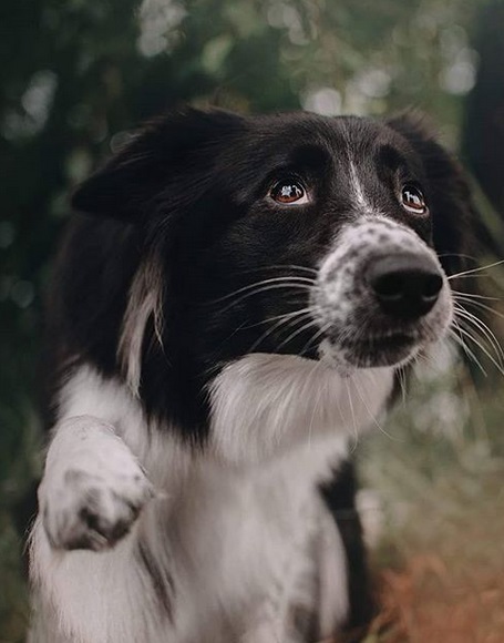 A Border Collie sitting on the grass while giving a paw and looking up with begging eyes