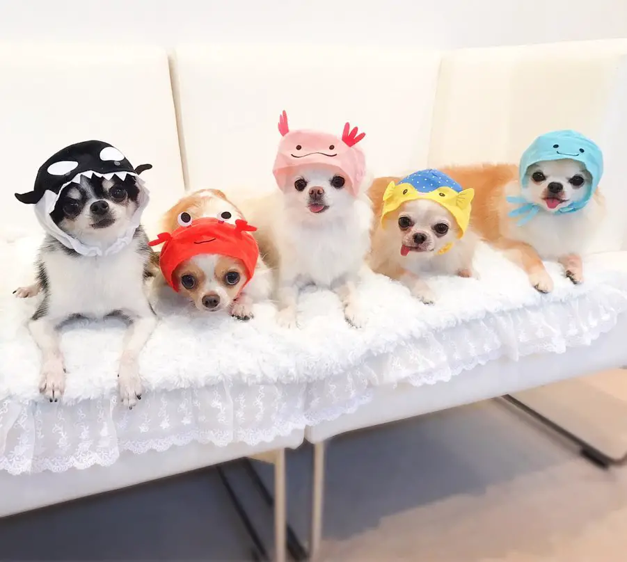 five Chihuahua line up on top of the table while wearing cute animal head piece