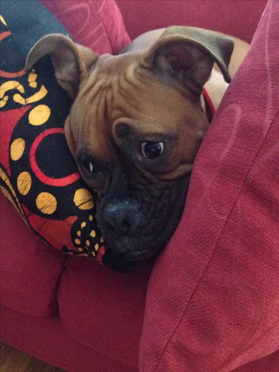 A Boxer lying on the couch in between the pillows with its sad face