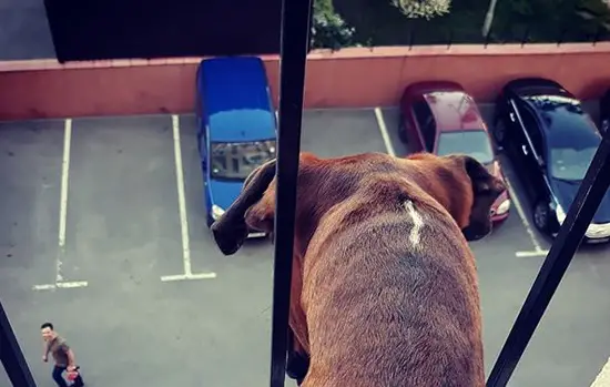 A Boxer looking outside through the fence