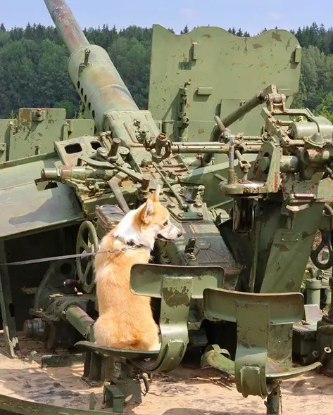 A Corgi sitting in an army equipment