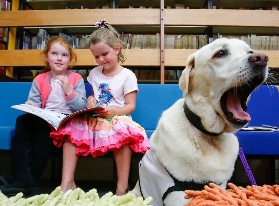 A Labrador sitting with its mouth wide open while two girls are sitting on the bench behind him
