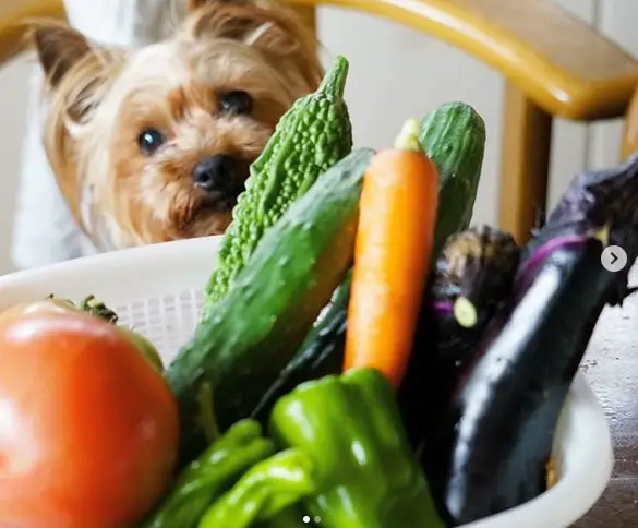 A Yorkshire Terrier sitting on the chair behind the table with a tray full of vegetables
