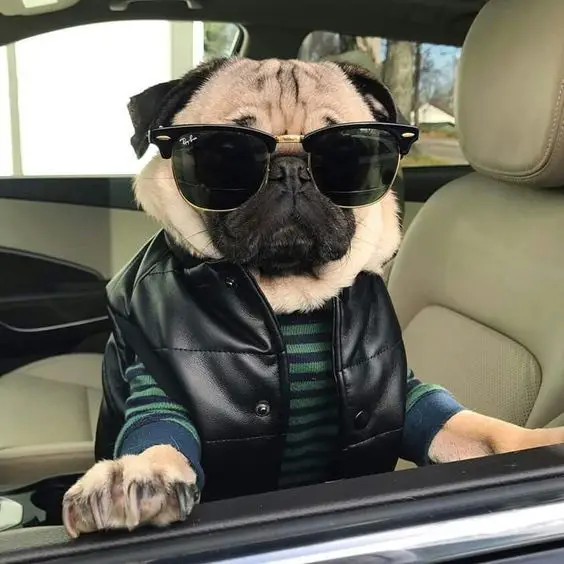 Pug inside the car wearing leather jacket and sunglasses