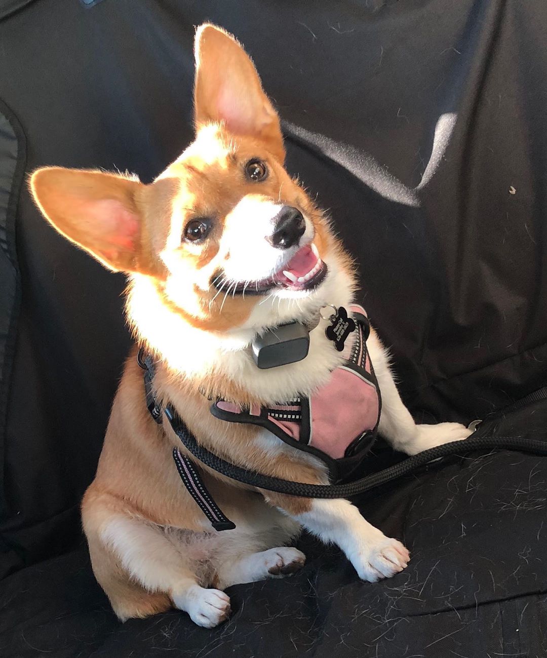 A smiling Corgi sitting in the backseat