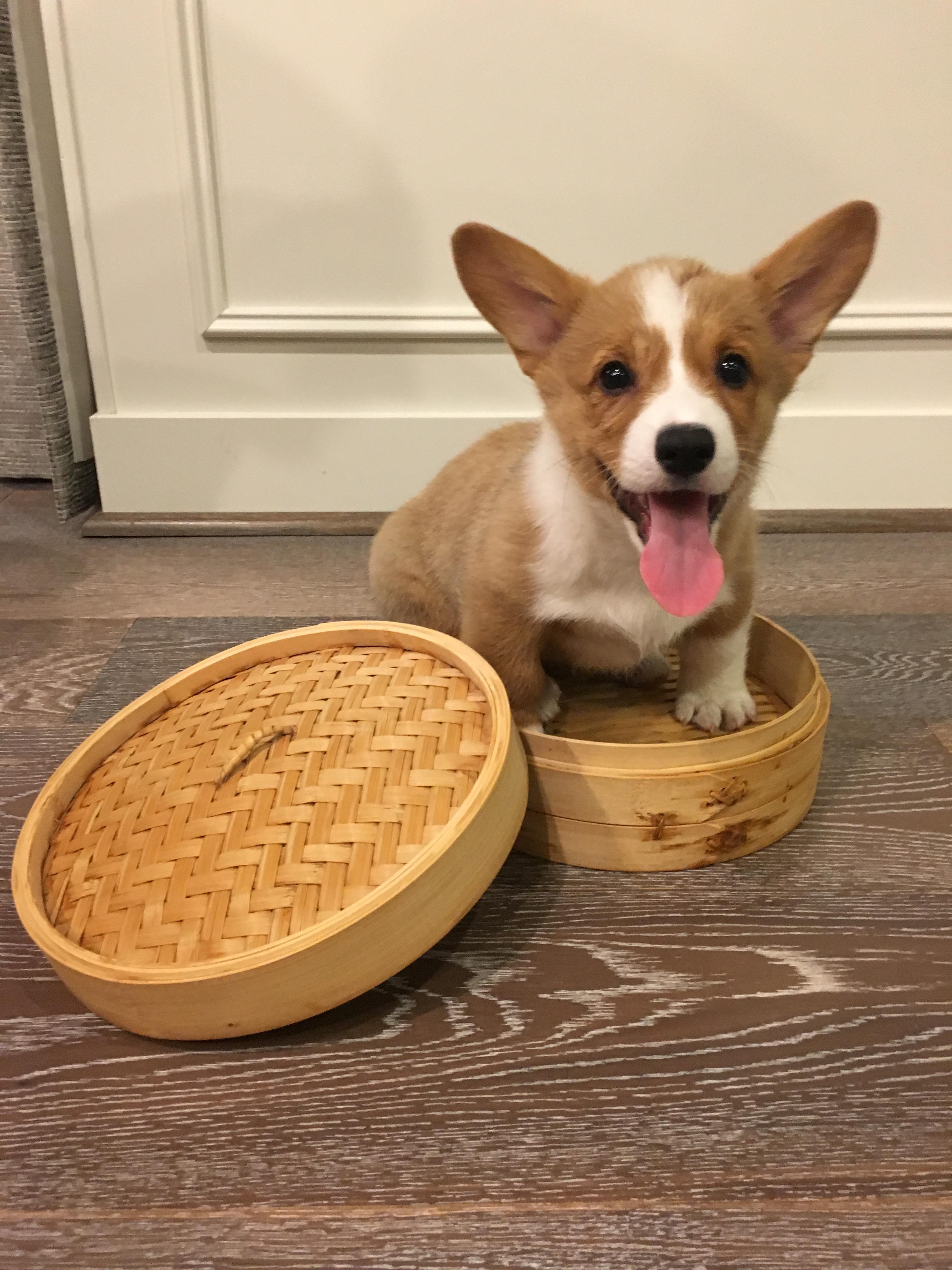 A Corgi puppy sitting inside a round bamboo container on the floor