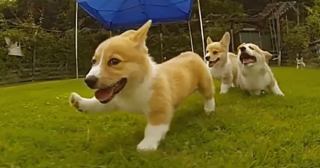 three Corgi puppies running in the yard