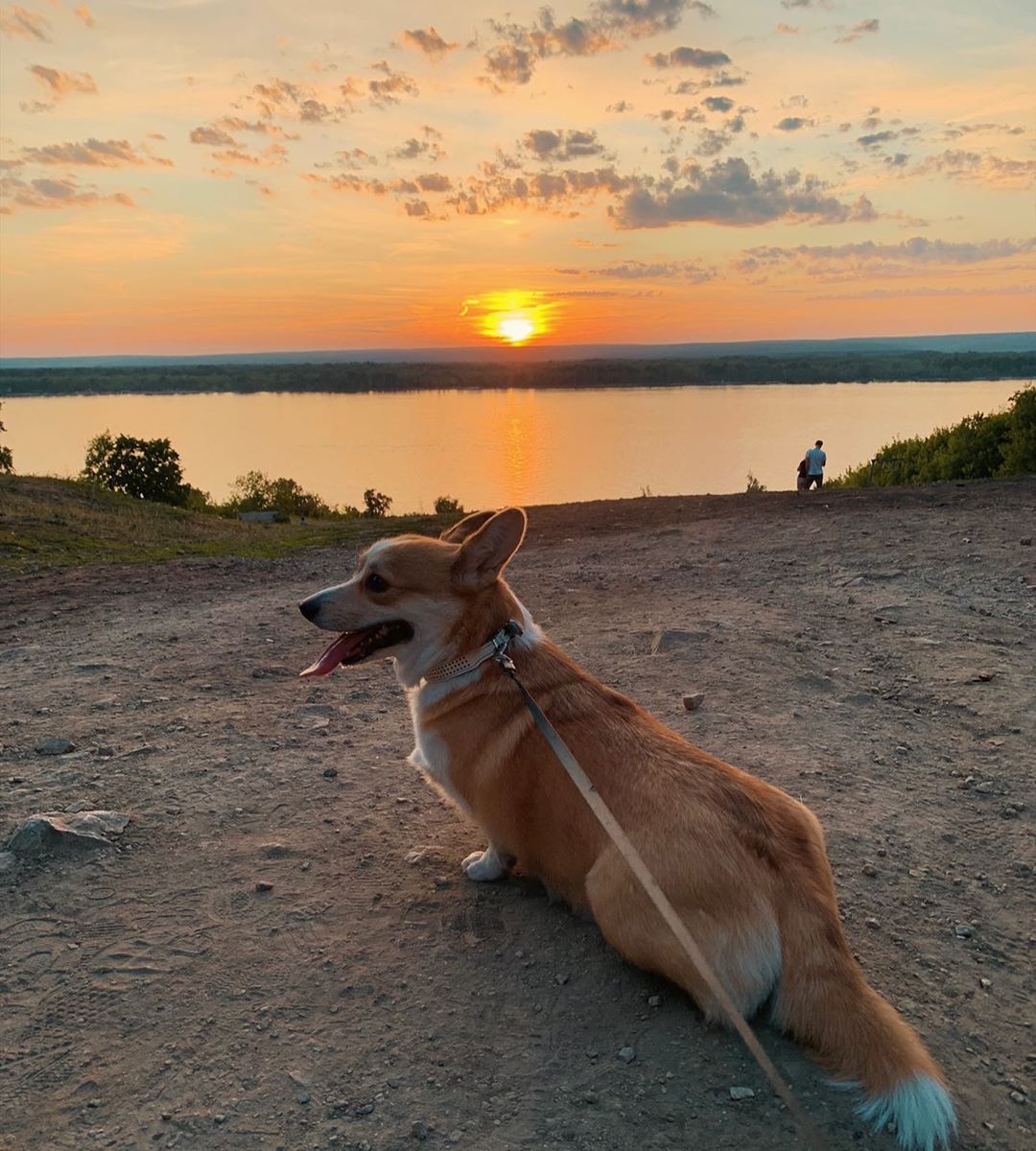 A Corgi lying in the sand on a sunset