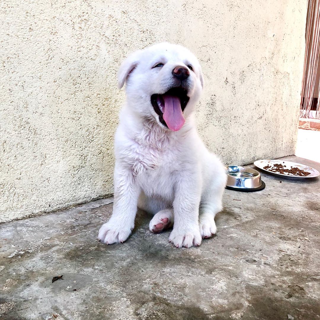 An Akita Inu puppy sitting on the floor while yawning