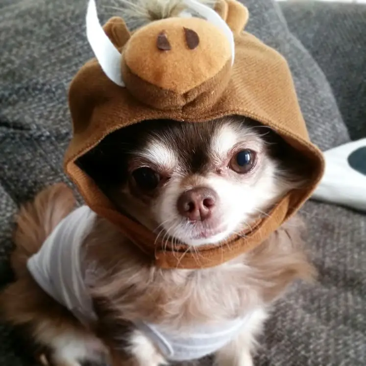 Chihuahua wearing bull head piece while sitting on the couch