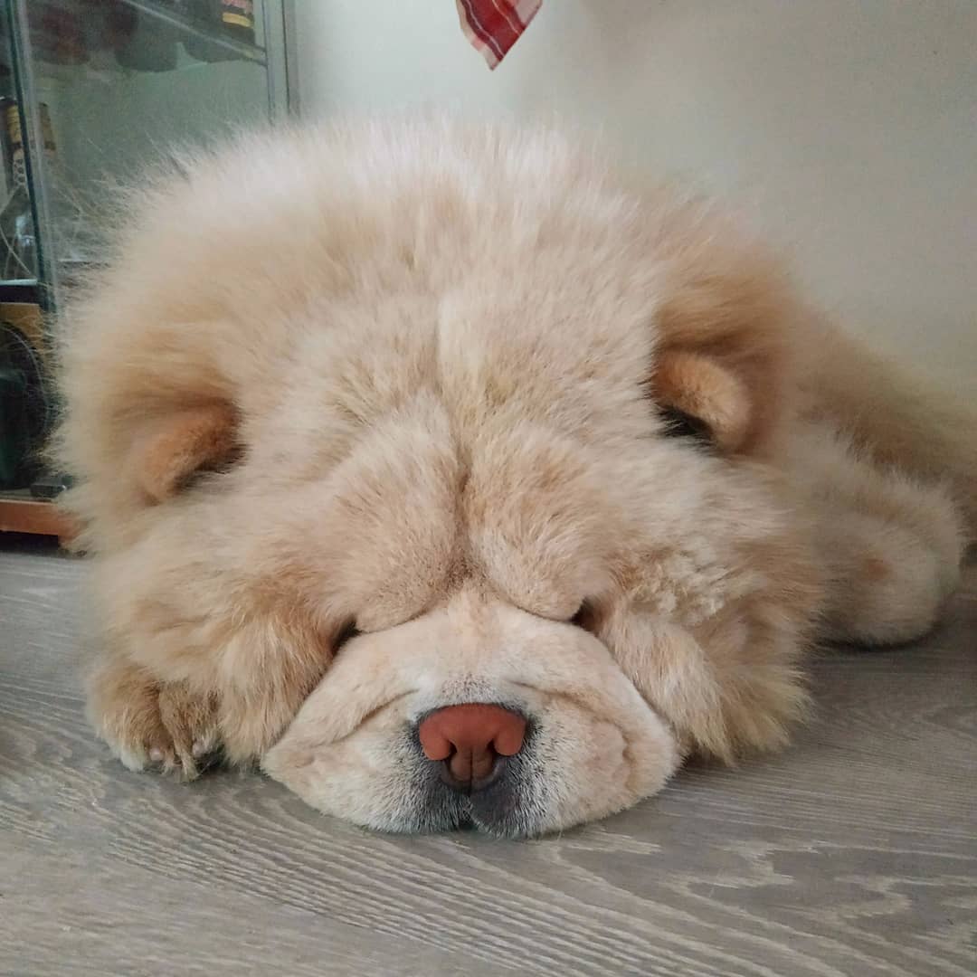 A Chow Chow lying on the floor while sleeping