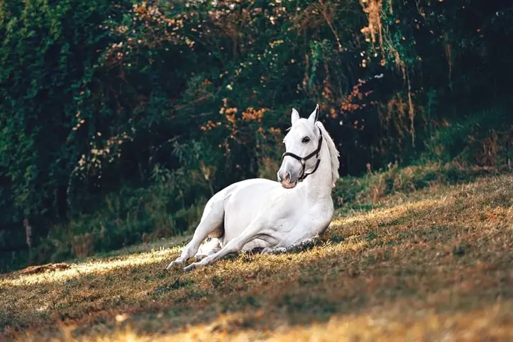 white Horse lying on the green grass