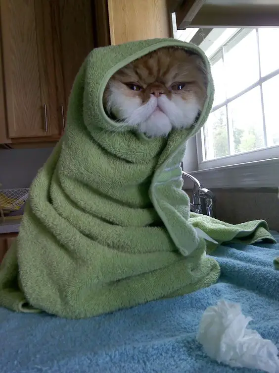 Persian Cat wrapped in green towel