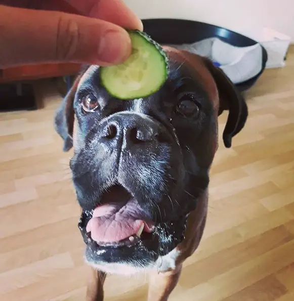 A Boxer standing on the floor while staring at the cucumber in the hand of a person