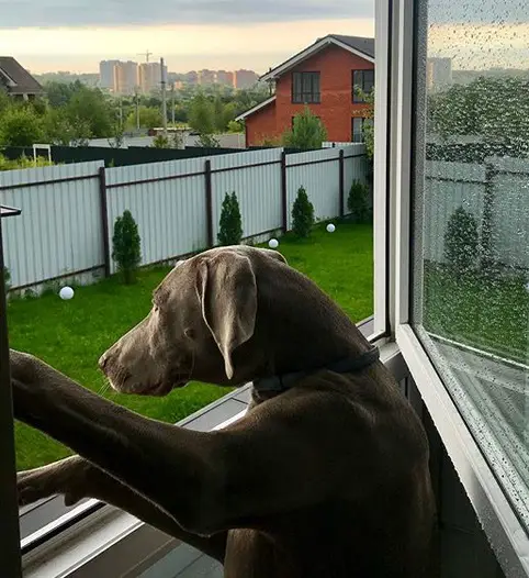 Weimaraner looking outside through the window