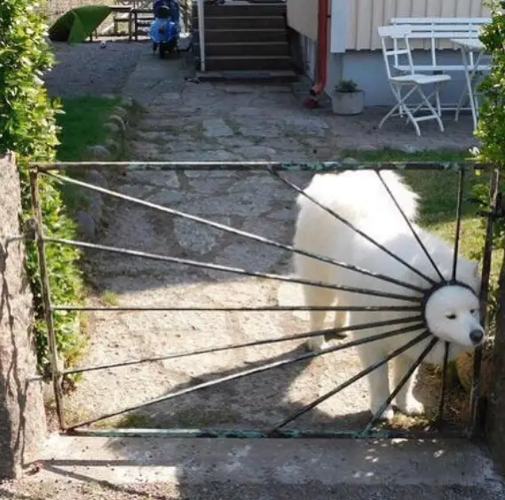 A Samoyed standing behind the gate with its face on a circle hole