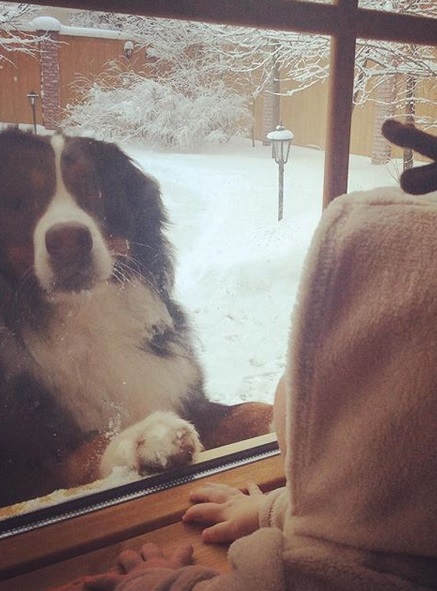 A Bernese Mountain Dog looking from outside the window in front of the baby
