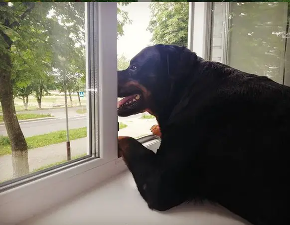 Rottweiler looking out the window